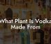 What Plant Is Vodka Made From